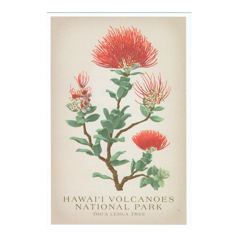 Art Print: ʻŌhiʻa Lehua – Hawaii Pacific Parks Association