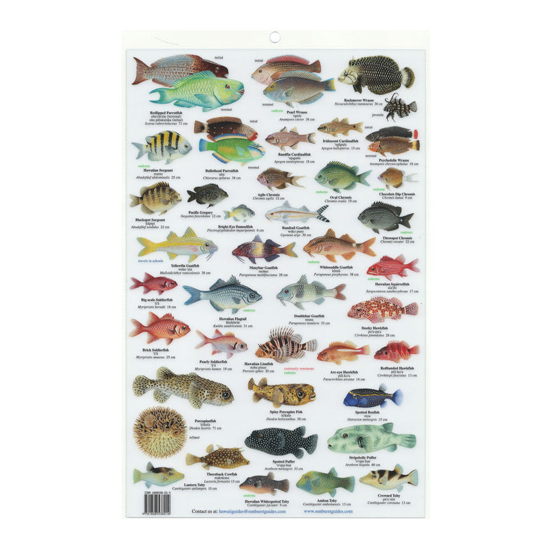 Reef Fish Identification Guide Ultimate Guide Hawaiian Reef Fishes,