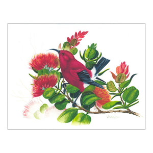 Notecard: ʻApapane in ʻŌhiʻa