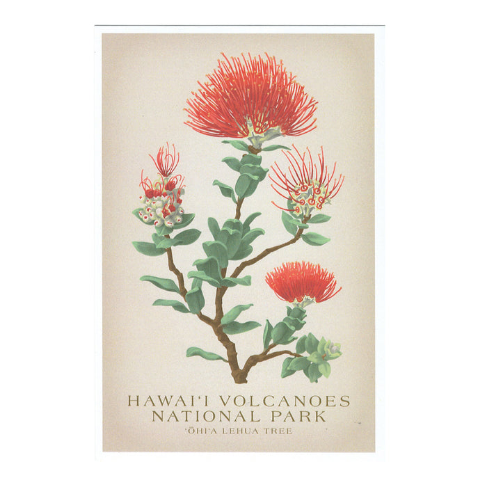 Art Print: ʻŌhiʻa lehua