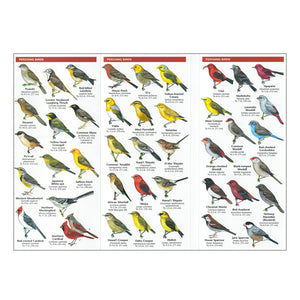 Pocket Guide: Hawaiʻi Birds, an Introduction to Familiar Species