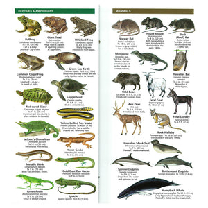 Pocket Guide: Hawaiian Wildlife, An Introduction to Familiar Species