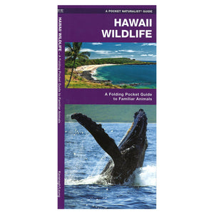  This beautifully illustrated triple fold guide highlights over 140 familiar species of birds, mammals, reptiles, amphibians, butterflies and seashore life and includes a map featuring prominent state-wide wildlife sanctuaries. Humpback whale on the cover.