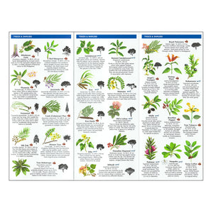 Pocket Guide: Hawaii Trees and Wildflowers